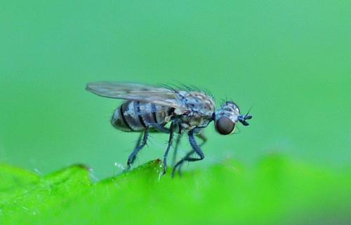 Schoenomyza litorella